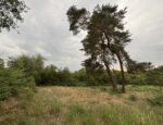 Einsatz auf der Kiefernweide
