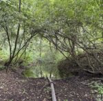 Zuwässerung des Pfungstädter Moors wieder aufgenommen - Festveranstaltung im Naturfreundehaus