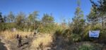 Sanierung des Waldweihers in der Malcher Tanne