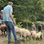 NABU-Schafe weiden auf den Feuchtwiesen an den Märchenteichen bei Seeheim