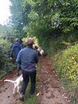 Wandern mit NABU-Schafen im Alsbacher Schöntal