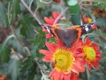 Schmetterlinge im November