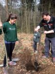 Elsbeeren und Kirschbäume - Einsatz im Alsbacher Wald