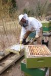 Frühjahrsputz am Bienenstand