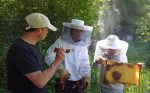 Gefüllte Honigräume
