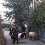 Wanderung mit Schafen
