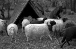 Heulieferung für die NABU-Schafe