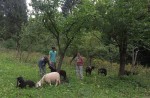 Schafe im Naturschutz-Einsatz