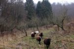 Waldwanderung mit Schafen