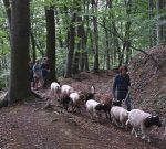 Schafwanderung in den Odenwald