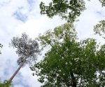 Stabilisierung der Wälder statt Aufforstung
