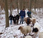 Waldwanderung mit Schafen