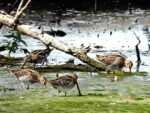 Der August in der Landbachaue