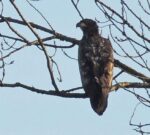 Der Februar in der Landbachaue
