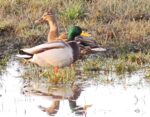 Der November in der Landbachaue