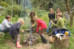 Feuersalamander am Grill