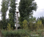 Der Horstbaum ist umgebrochen