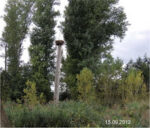 Der Horstbaum ist umgebrochen