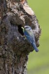 Blaumeisen in Natur-Nisthöhle