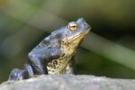 Krötenwanderung an der B3 - Freiwillige Helfer gesucht!