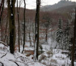 Schafjäger im Winterwald