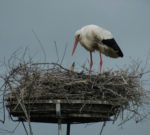Storchenküken gesichtet