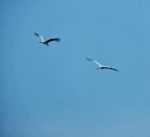 Der September in der Landbachaue