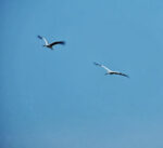 Der September in der Landbachaue