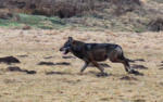 „Willkommen Wolf“ im Westerwald