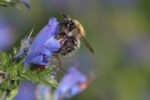 NABU warnt vor dramatischem Insektensterben in Deutschland – mit unbekannten Folgen