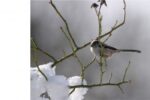 Ergebnisse der "Stunde der Wintervögel"