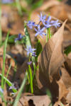 NABU-Exkursion zur Scilla-Blüte im NSG Kühkopf-Knoblochsaue am 27.3.2011