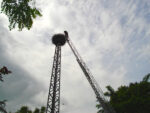 Storchenberingung in Hähnlein
