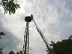 Storchenberingung in Hähnlein