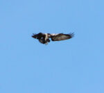 Fischadler über der Landbachaue