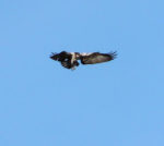 Fischadler über der Landbachaue