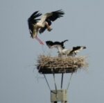 Hessens Störche im Aufwind