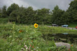 Auweiher unter Sonnenblumen