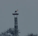 Erster Storch des Jahres in der Landbachaue