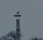 Erster Storch des Jahres in der Landbachaue