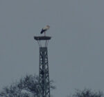 Erster Storch des Jahres in der Landbachaue