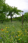 Aktion Blumenwiese - es blüht