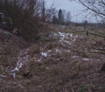 Die Feuersalamander finden den Regenbogenteich trocken gelegt vor
