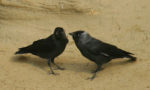 Die Dohle ist Vogel des Jahres 2012