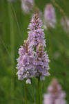 Treff der Orchideen-Liebhaber im Odenwald