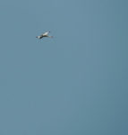 Der April an der Landbachaue