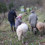 Die Wühlmaus-Schafe werden zurück auf die Etzwiesen gebracht