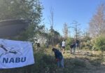 NABU im Einsatz für Amphibien am Bickenbacher Bahndamm