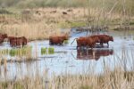 Rindertreck in der Landbachaue