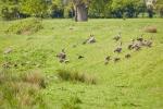 Gänseweide in der Landbachaue